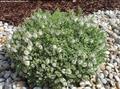 Hebe pinguifolia